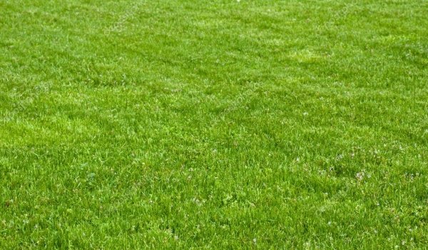 Lawn maintenance for beautiful green grass